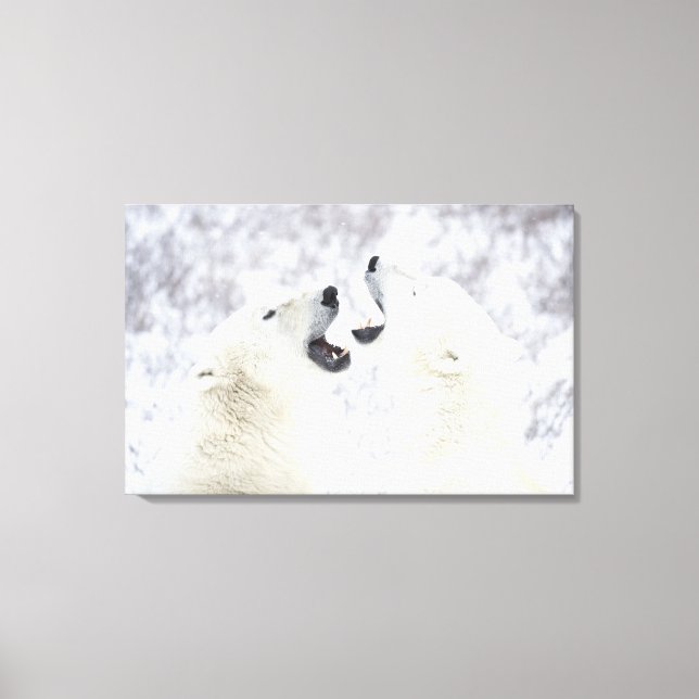 Polar Bears leker i snö Canvastryck (Framsida)