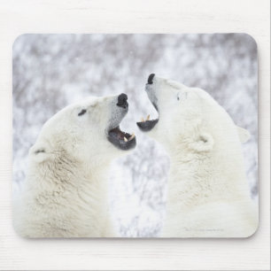 Polar Bears leker i snö. Musmatta