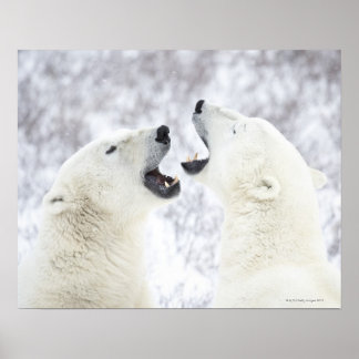 Polar Bears leker i snö. Poster