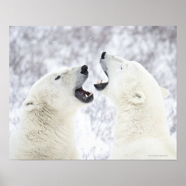 Polar Bears leker i snö. Poster (Framsidan)