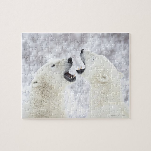 Polar Bears leker i snö. Pussel (Horisontell)