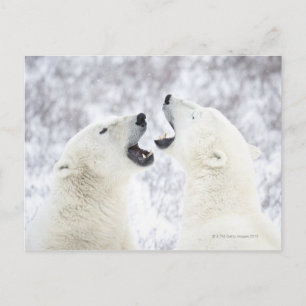 Polar Bears leker i snö Vykort