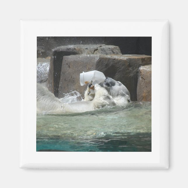 Polar Bears Magnet (Framsidan)