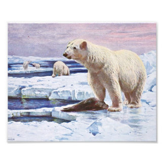 Polar Bears on Ice Floes Art Fototryck