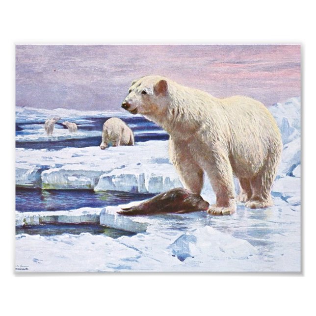 Polar Bears on Ice Floes Art Fototryck (Framsidan)