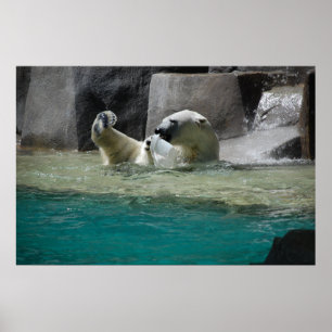 Polar Bears Poster