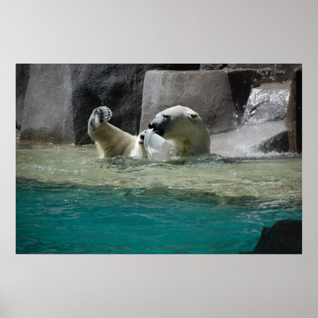 Polar Bears Poster (Framsidan)