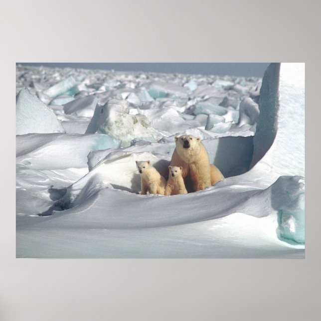 Polar Bears Poster (Framsidan)