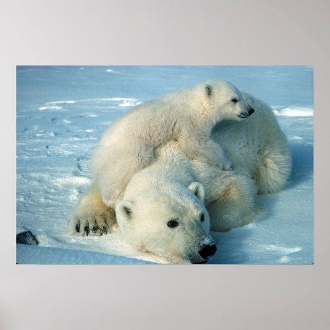 Polar Bears Poster (Framsidan)