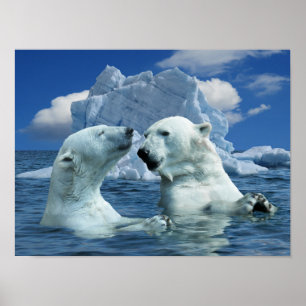 Polar Bears som Poster i det artiska oceanen
