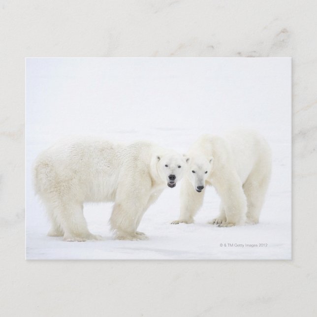 Polar Bears står på snö efter att ha spelat 2 Vykort (Framsida)