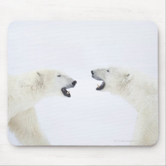Polar Bears står på snö efter att ha spelat Musmatta