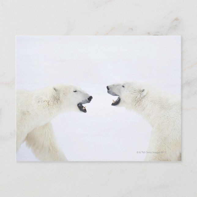 Polar Bears står på snö efter att ha spelat Vykort (Framsida)