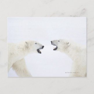 Polar Bears står på snö efter att ha spelat Vykort