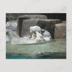 Polar Bears Vykort