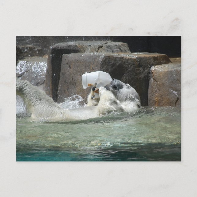 Polar Bears Vykort (Framsida)
