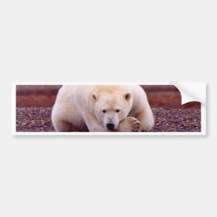 Polar björn bildekal