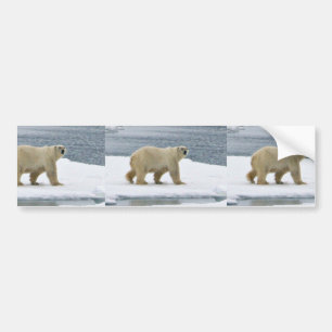 Polar björn bildekal