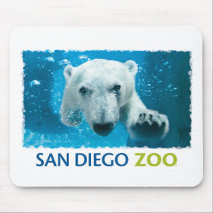 Polar björn för San Diego Zoo Musmatta
