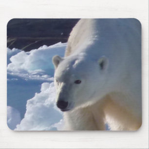 Polar björn för vild i Svalbard, (Spitsbergen) Musmatta