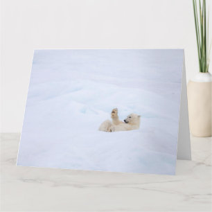 Polar björn i snö kort