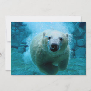 Polar Björn i Vatten