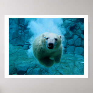 Polar björn i vatten poster