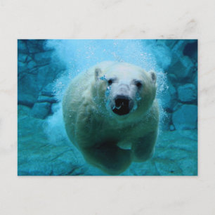 Polar björn i vatten vykort
