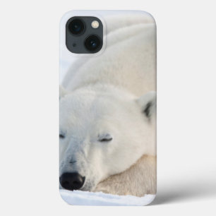 Polar björn i vinter