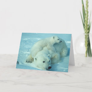 Polar björn med ungen kort