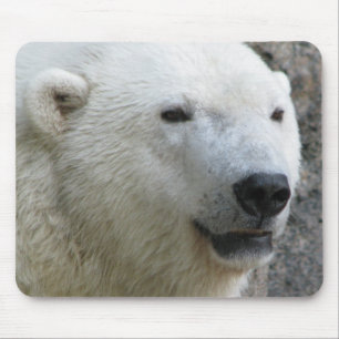 Polar björn musmatta