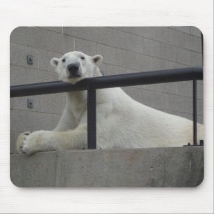 Polar björn musmatta
