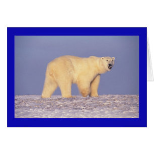 Polar björn OBS kort