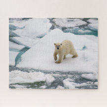 Polar Björn om arktiska havet i Svalbard