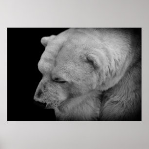 Polar björn poster