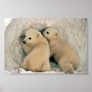 Polar björn poster