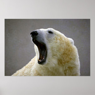 Polar björn poster