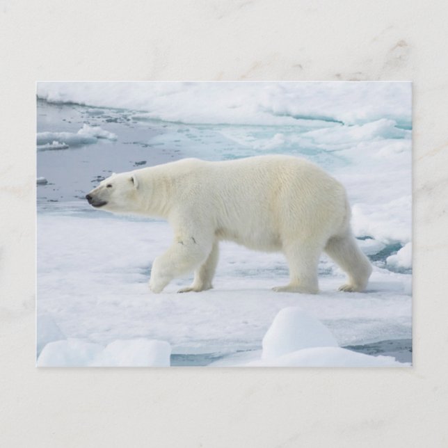 Polar björn som går, norge vykort (Framsida)