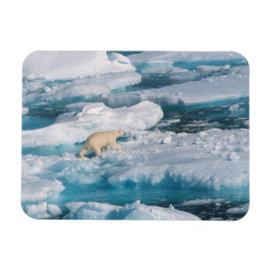 Polar björn som går på havet magnet