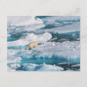 Polar Björn som går på sjön Vykort