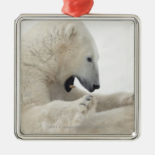 Polar björn som kopplar in i ett slagsmål med en julgransprydnad metall