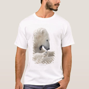 Polar björn som kopplar in i ett slagsmål med en tee