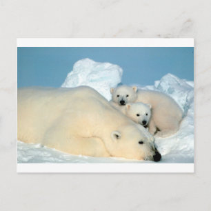 Polar björn unge 1 vykort