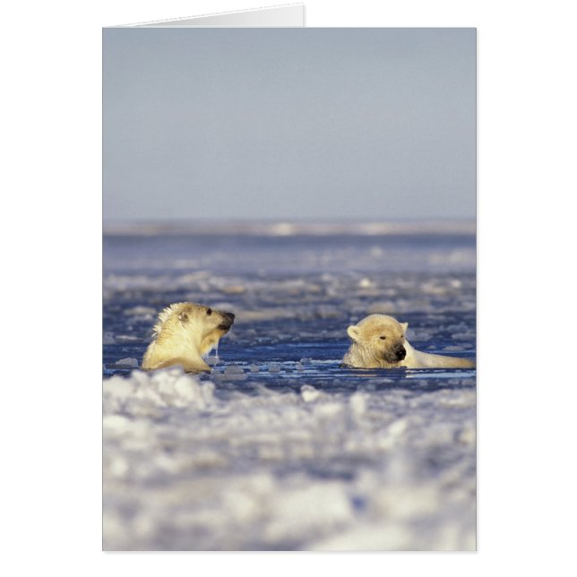 Polar björn unge spelar hälsningskort (Framsidan)