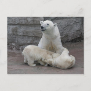 Polar björn unge vykort