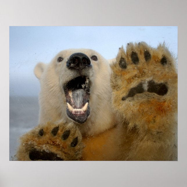 polar björn, Ursus maritimus, nyfikenhet 2 Poster (Framsidan)