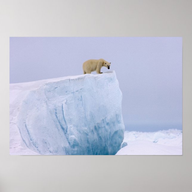 polar björn, Ursus maritimus, på en jätte Poster (Framsidan)