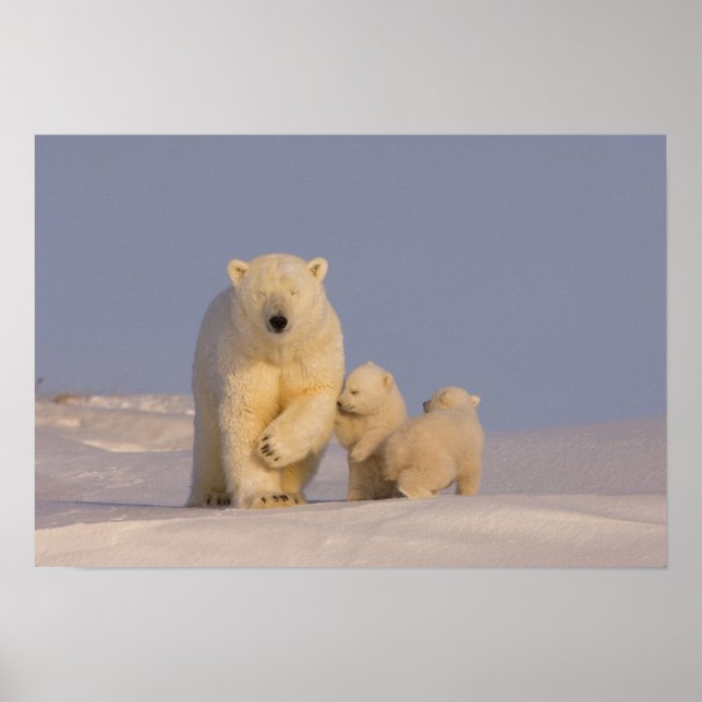 polar björn, Ursus maritimus, sugga med nyfött 3 Poster (Framsidan)