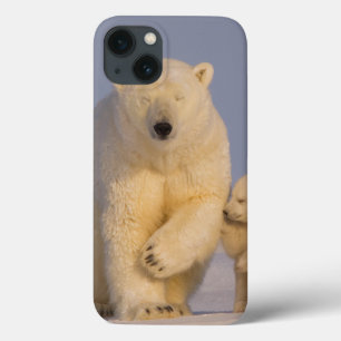 polar björn, Ursusmaritimus, sugga med nyfödda 3