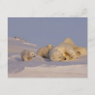 polar björn, Ursusmaritimus, sugga som leker med Vykort